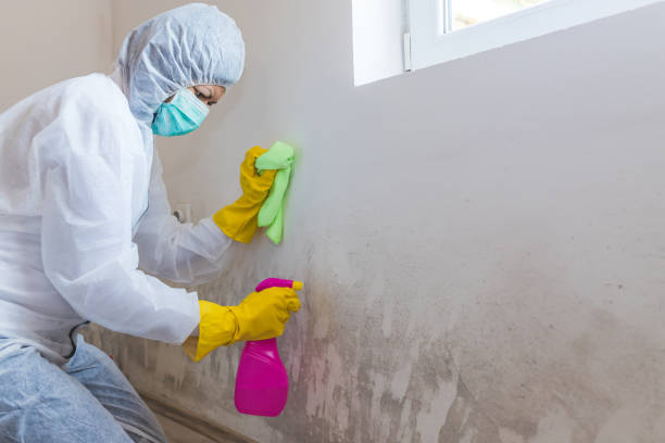 Why You Should Choose Our Mold Remediation Services in Omaha, NE