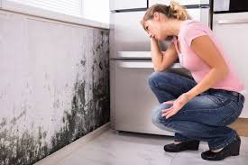 Mold Odor Removal Services